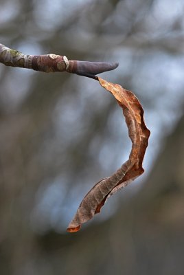 Magnolia tripetala - šácholan tříplátečný - zimní pupen - apikální 1
